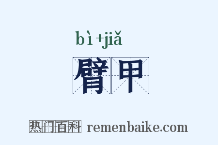 臂甲是什么意思的图片